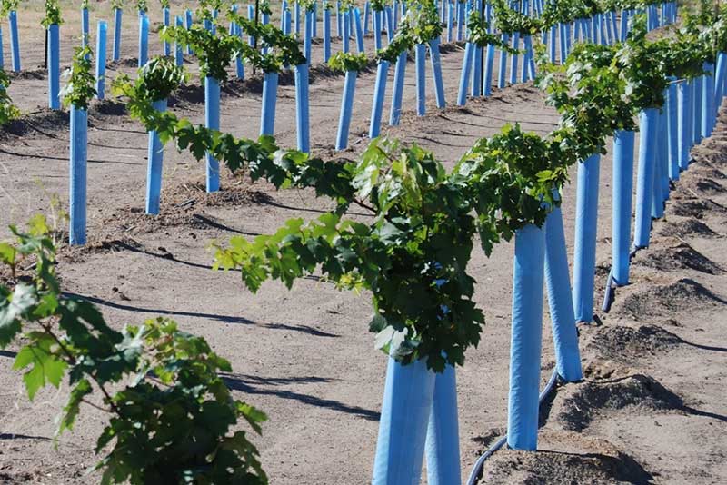 Palomino Vines