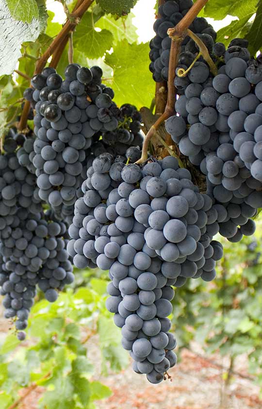 Cabernet Sauvignon Cabernet Sauvignon