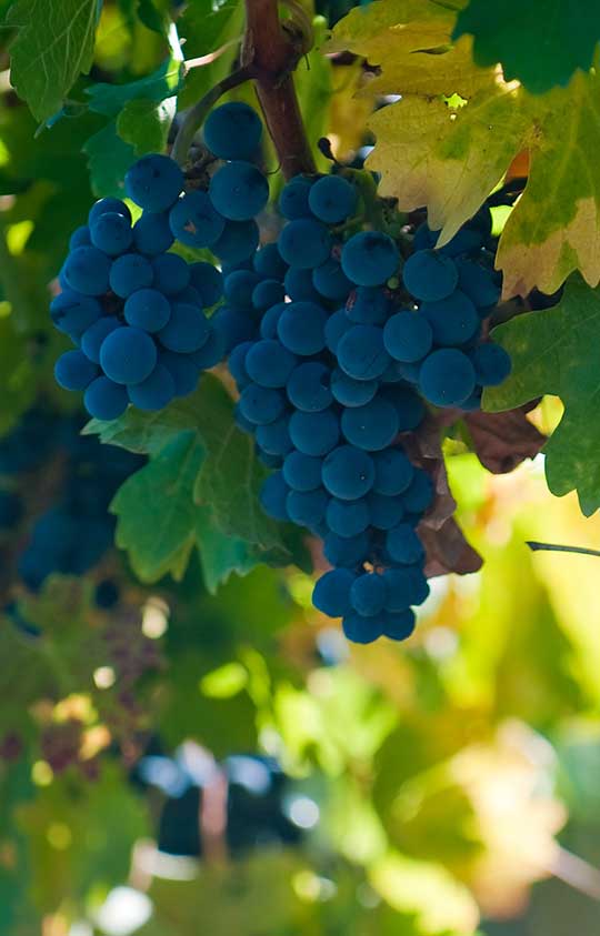 Malbec Malbec