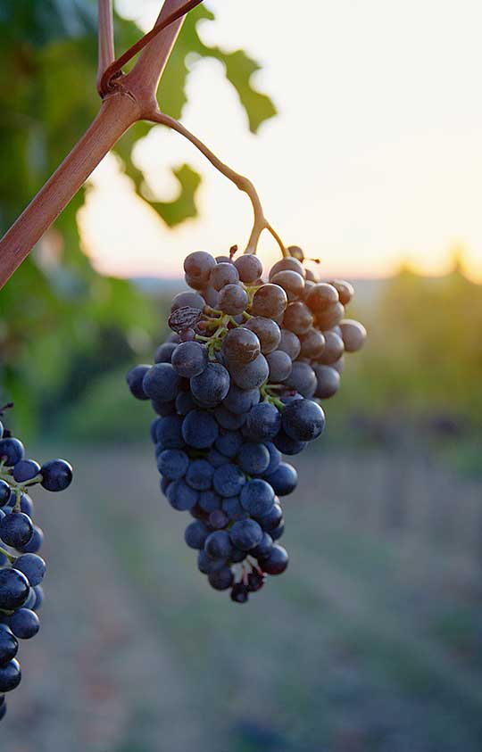 Merlot Merlot