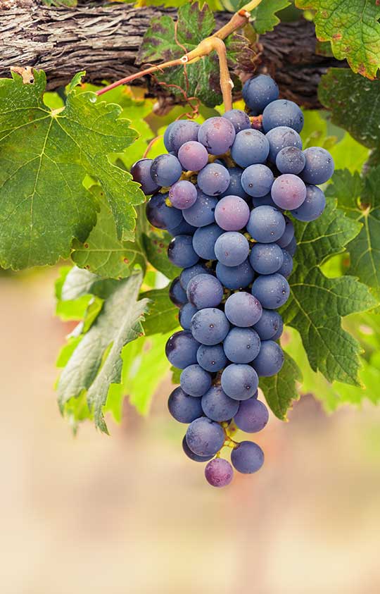 Syrah Syrah