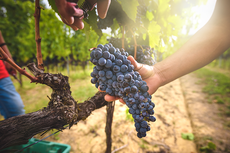 Palomino Vines