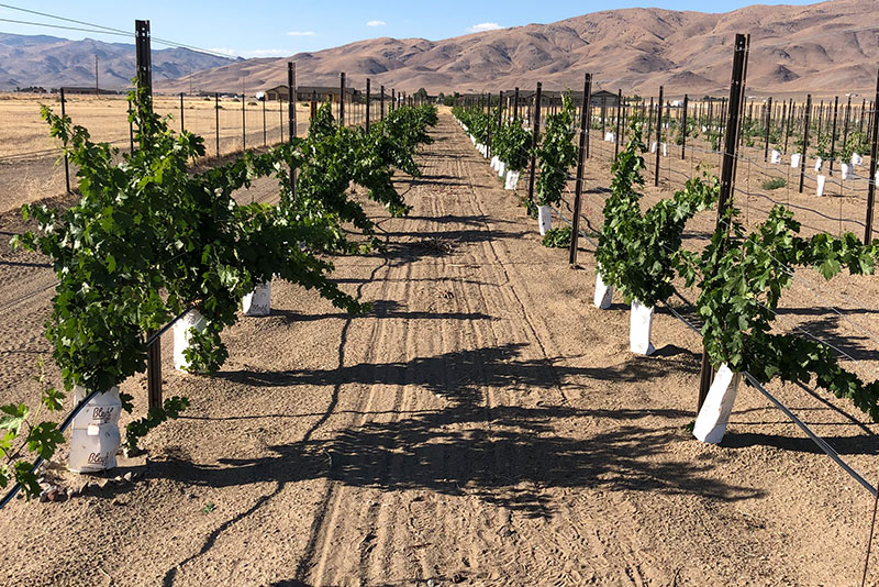 Palomino Vines Palomino Vines
