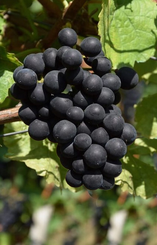 Petite Pearl Grapes Petite Pearl Grapes